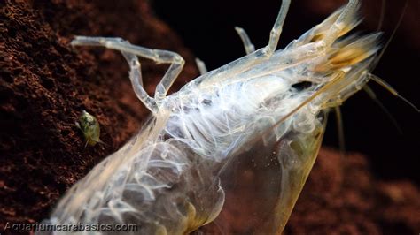 Wood Shrimp Shells Remove From Tank After Molting Video