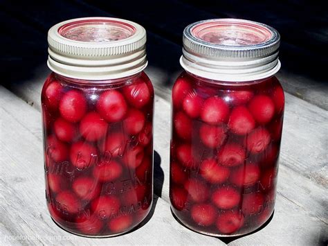 The Best Way To Can Sweet Cherries • A Traditional Life Sweet Cherries Canned Cherries Canning