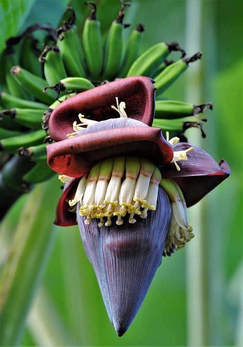 Pin On Fruits Nuts Seeds