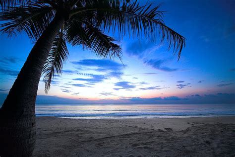 Tropical Sunset Weeping Palm Tree Cloudy Sky Caribbean