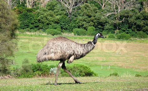 Emu Stock Image Colourbox