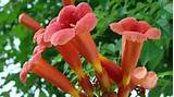 Images of Red Trumpet Flowers