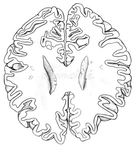 Brain Lower Region Cross Section Stock Illustration Illustration Of
