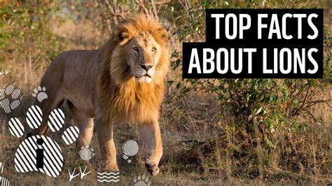 Top 10 Astonishing Facts About Lions Lion Tracking Tours Lions