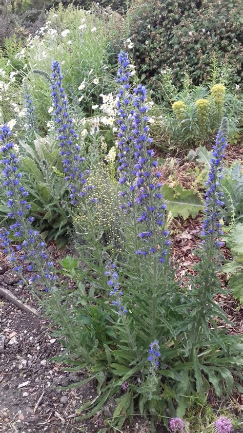 Tall Blue Plant — Bbc Gardeners World Magazine