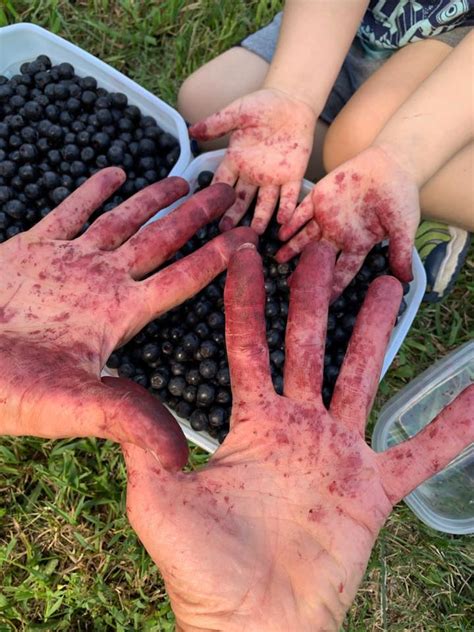 Aronia Berries Old Fruit With A New Name • Answerline • Iowa State