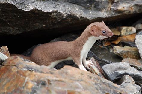 Short Tailed Weasel Ermine Easy Pass Skagit County Wa Flickr