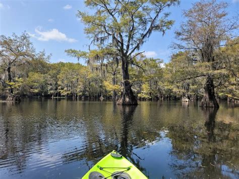 Kayak Through The Worlds Largest Cypress Forest In Texas