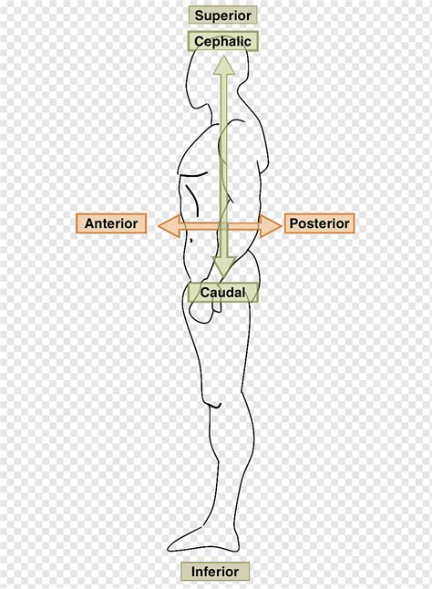 Cuerpo Humano Anatomía Ventraal Términos Anatómicos De Ubicación Plano