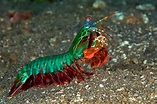 Camarón mantis pintado o camarón mantis pavo real (Odontodactylus ...