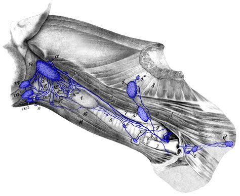 Cervical Lymph Nodes Dog