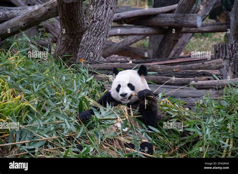 Wild Animals Life Cute Panda Bear Sits Among Bamboo Leaves And Holds