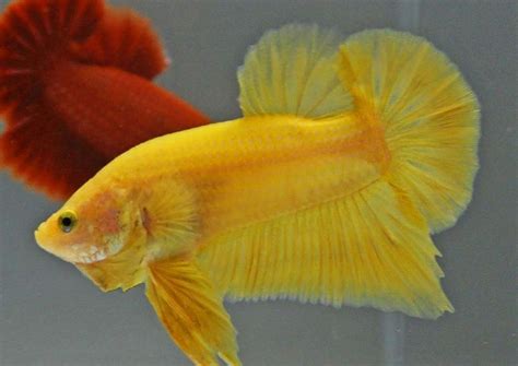 Ikan yang satu ini memiliki keunikan pada bentuk tubuhnya yang ramping dan ikan discus sehat akan makan dengan lahap dan memiliki warna cerah. Gambar Ikan Cupang Hias Terlengkap Warna Dasar | Harga ...