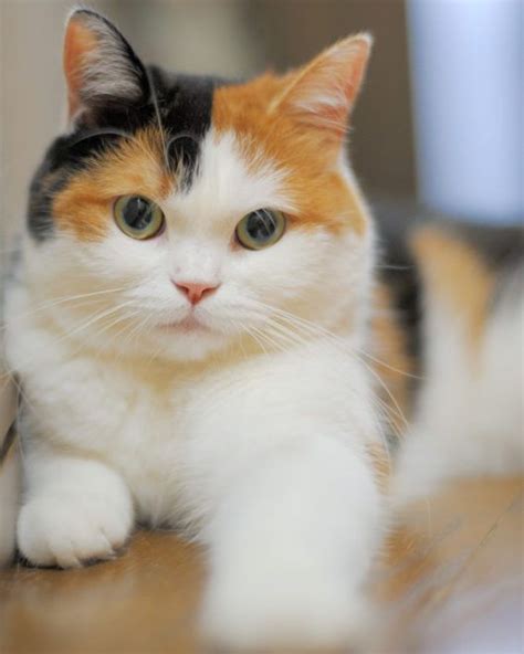 Calico Cat Breeds The Tri Color And Gorgeous Cat Cats In Care
