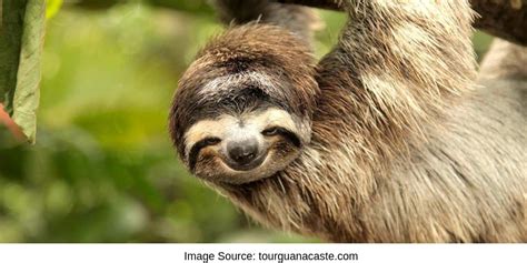 8 Awesome Sloth Sanctuary Around The World Sloth Of The Day