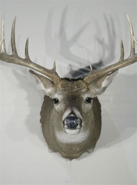 Whitetail Taxidermy For Sale W 146s Mounts For Sale