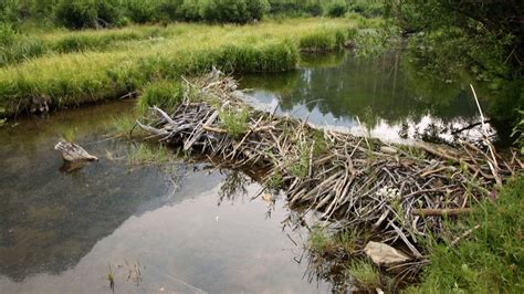 Beavers Build First Dam In Exmoor In Almost Half A Millennium Uk