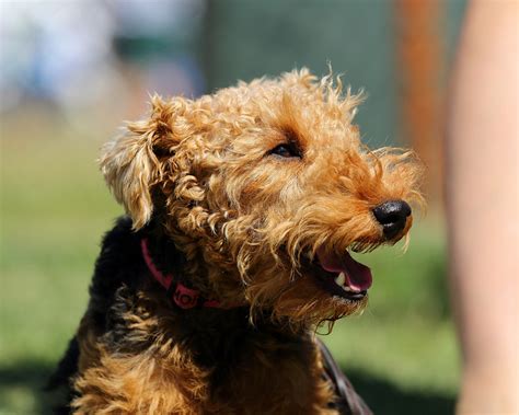 The 13 Best Hypoallergenic Dog Breeds Rover Blog