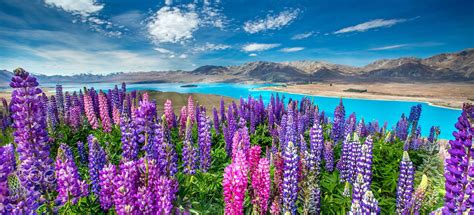 Today i had the opportunity to take my sister to one of my favourite spots in new zealand: Lake Tekapo, New Zealand. Lupin flowers by Mimi Chiu on 500px