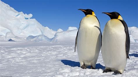 29 Emperor Penguin Hd Wallpapers Backgrounds Wallpaper Abyss