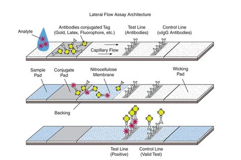 Immunochromatography Lateral Flow Immunoassay Principle And Uses