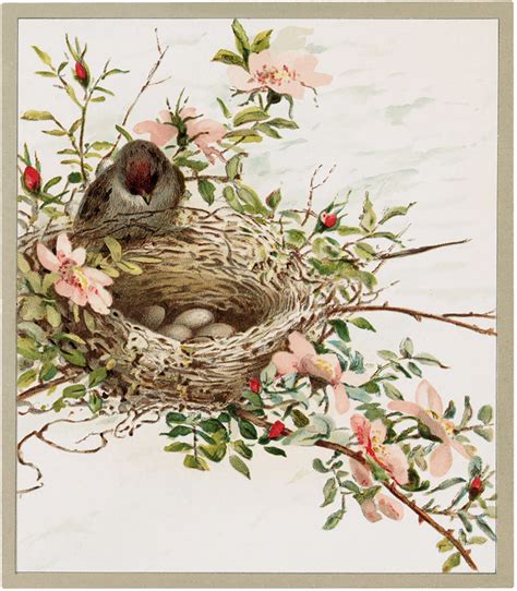 11 Bird Nests With Flowers Images The Graphics Fairy