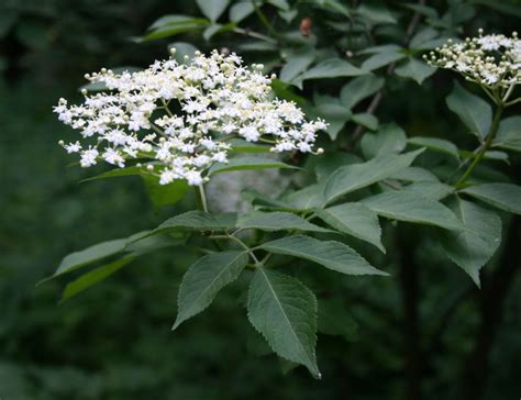 Filesambucus Nigra 4 Philippines