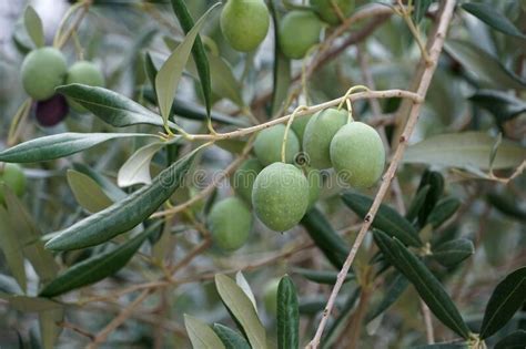 Natural Olea Europea Tree With Ripe Olive Fruits On The Branches Stock