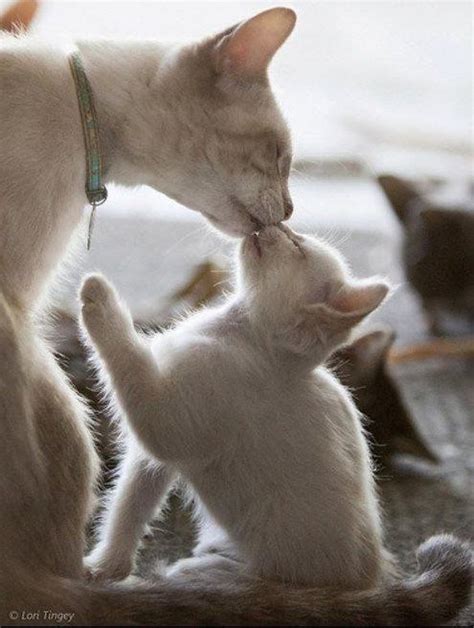 Mother Cat Kissing Her Cute Kitty Click On Picture To See More