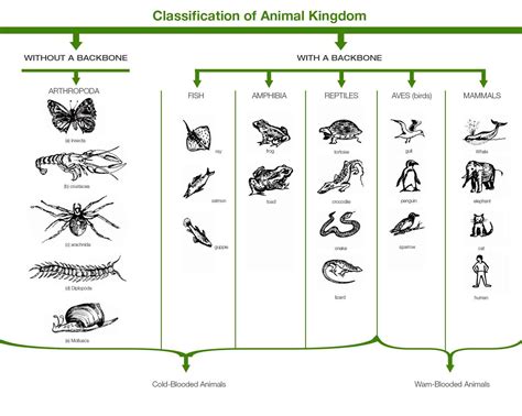 Classification Of Animal Kingdom - Non-chordates And Chordates