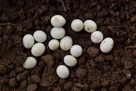 Snake Eggs Vs Lizard Eggs How To Differentiate Animalia Planet