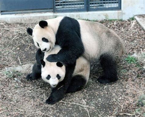 I Panda Giganti Dello Zoo Di Tokyo Si Sono Accoppiati