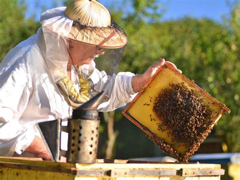 Beekeeping For Beginners How To Get Started Saga