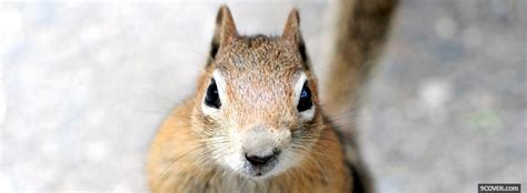 Cute Squirrel Winter Animals Photo Facebook Cover
