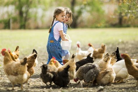 Little Girl Feeding Chickens Stock Photo Image 39671797