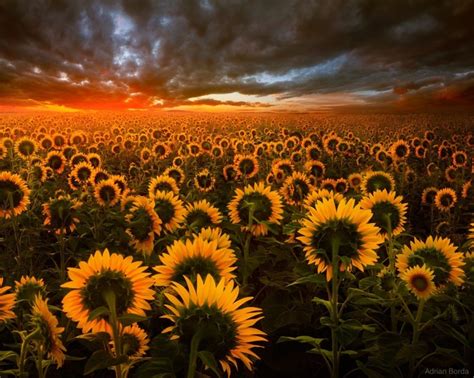 1920x1534 Sunflower High Quality Images Coolwallpapersme