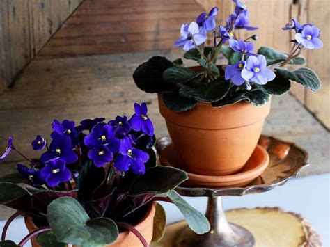 The 10 Gorgeous African Violet Pots Reviews And Guide Of 2023