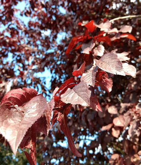 Maybe you would like to learn more about one of these? Was ist das für ein Baum? Dunkelrot? (Pflanzen, Garten)