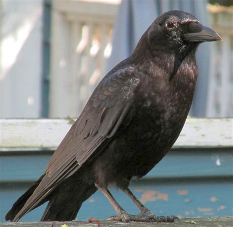 My Crow Free Stock Photo Public Domain Pictures