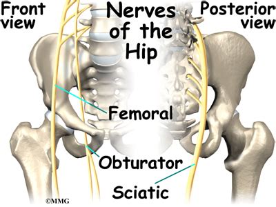 Almost all muscles cross at least one joint (moveable connection between two bones) and cause an action across that joint. Nerve Pain: Nerve Pain Hips Groin