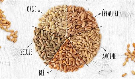 Différence entre blé et orge Bricoleurs