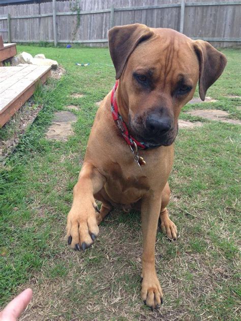 Rhodesian Boxer Dog Breed Information All You Need To Know Dog