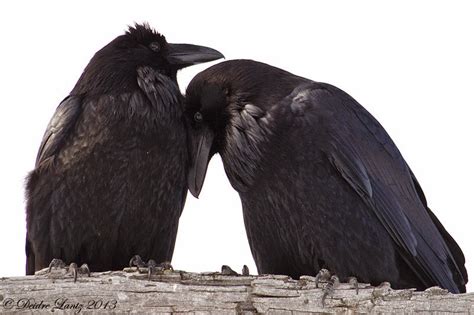 White Wolf Stunning Photos Capture The Majestic Beauty Of Ravens