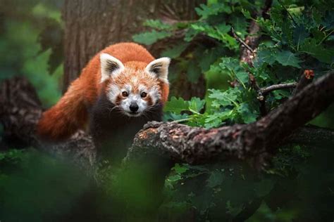 Diperkirakan Tersisa 10000 Ekor Masa Depan Panda Merah Terancam Punah