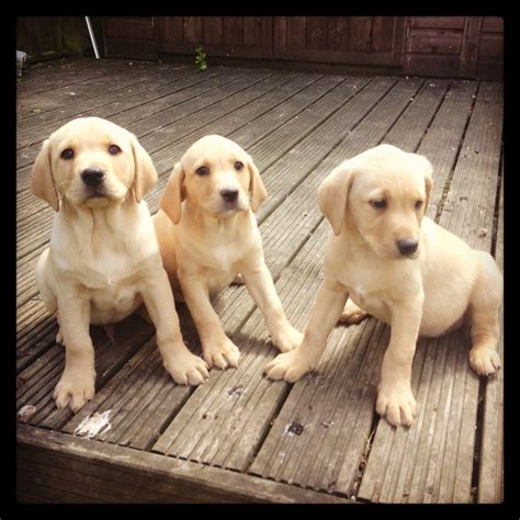Yellow Labrador Puppies 9 Weeks Old Kennel Club Registered First