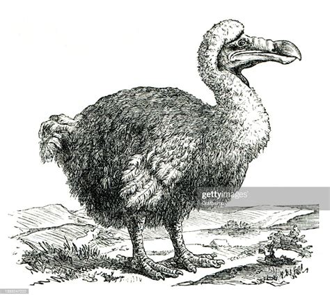 Engraving Of Extinct Flightless Dodo Bird High Res Vector Graphic