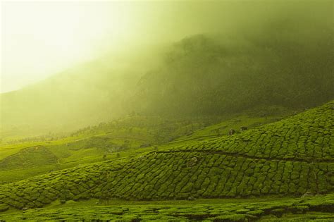 Green Tea Fields Green Tea Field Fog Hd Wallpaper Peakpx