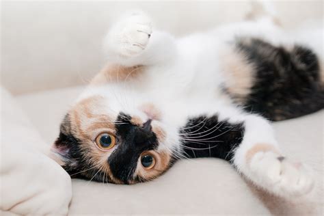 3840x2160 Resolution Calico Cat Playing Hd Wallpaper Wallpaper Flare