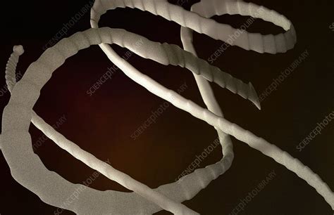Tapeworm Stock Image F0021239 Science Photo Library