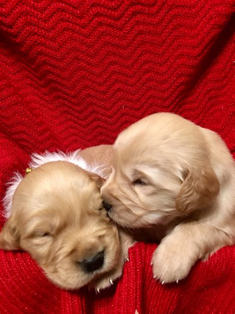 The october pups will be f1 mini goldendoodles that get between 25 to 35 pounds as adults. Golden Retriever Puppies For Sale | Beaver Falls, PA #286477